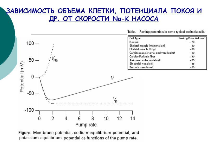 ЗАВИСИМОСТЬ ОБЪЕМА КЛЕТКИ, ПОТЕНЦИАЛА ПОКОЯ И ДР. ОТ СКОРОСТИ Na-K НАСОСА